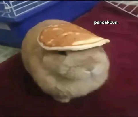 Кот с блином на голове