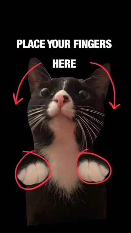 Place Your Fingers Here Cat