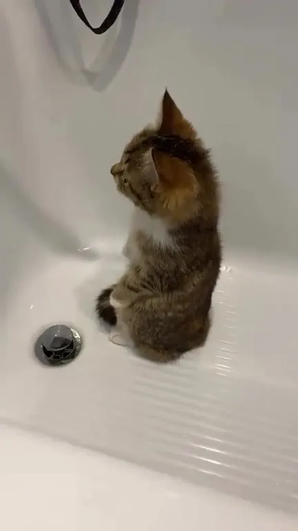 Котёнок в ванной и зеркало