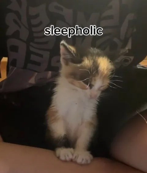 Sleepaholic Kitten