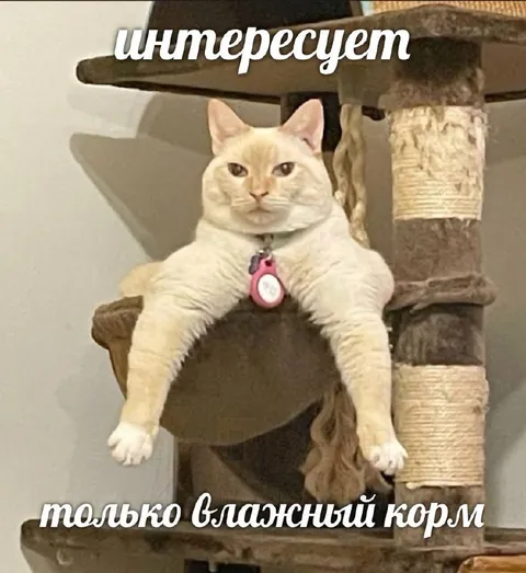 Кот интересуется только влажным кормом