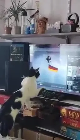 Кот выбирает Германию