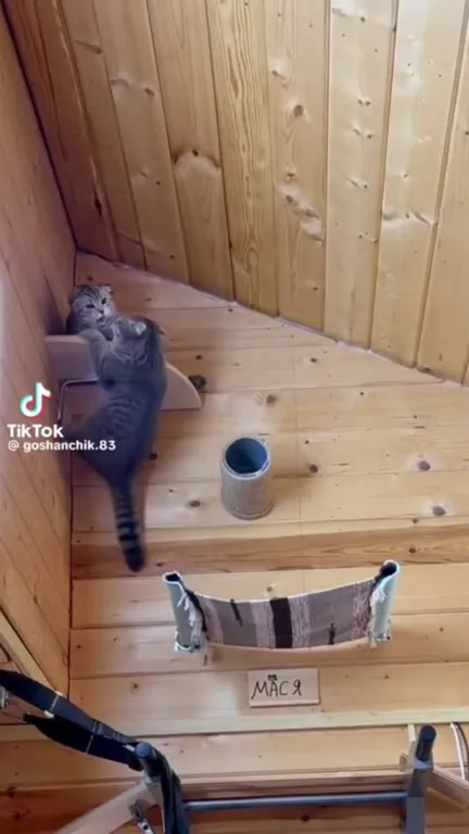 Кот прыгает в гамак