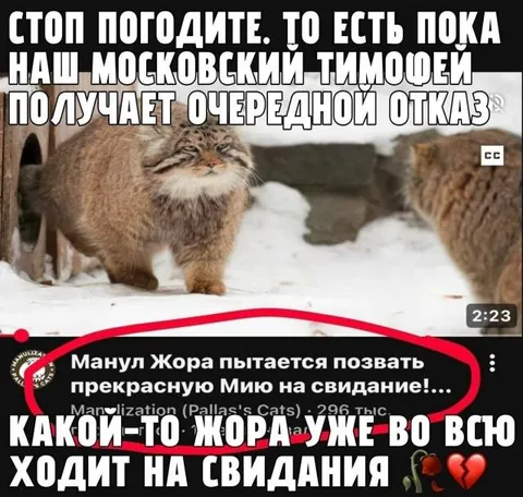 Московский Тимофей получает отказ