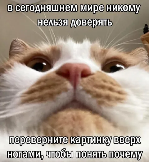 Коту нельзя доверять