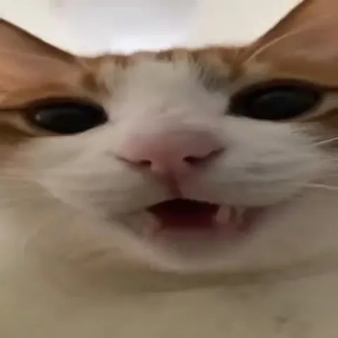 Кошачий драм-н-бэйс