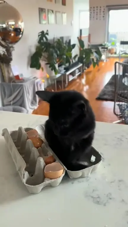 Кот устроился в коробке для яиц