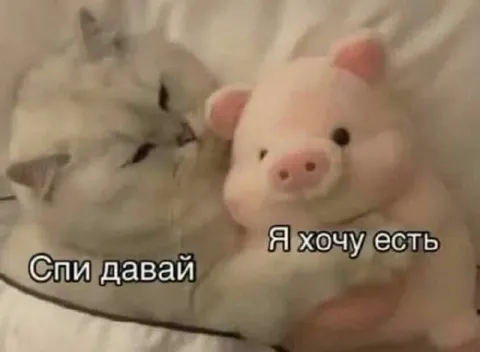 Кот не дает свинье спать