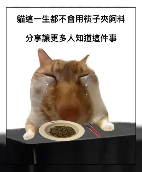 貓永遠不會用筷子夾飼料