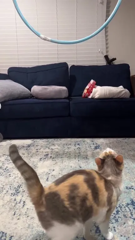 Кошка прыгает на диван