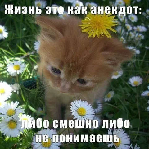 Жизнь это как анекдот