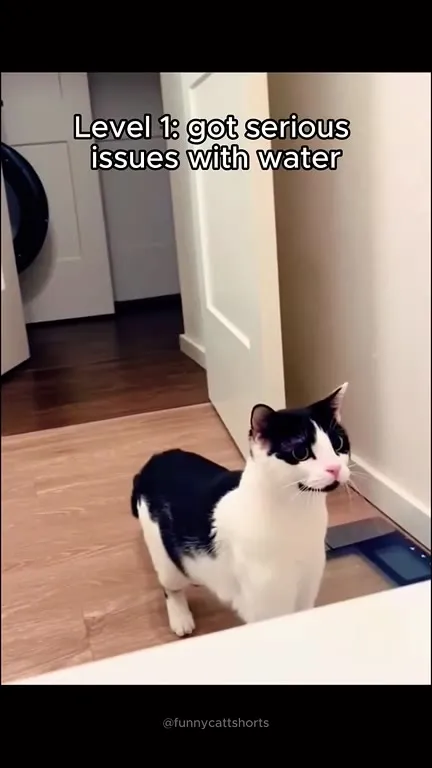 Cats Getting Better at Water