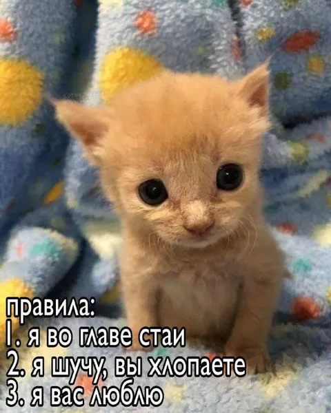 Котёнок во главе стаи