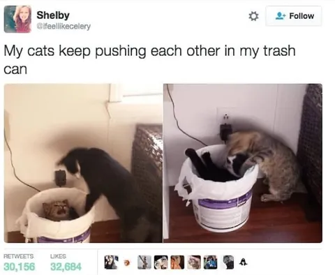 Cats Pushing Each Other in Trash Can