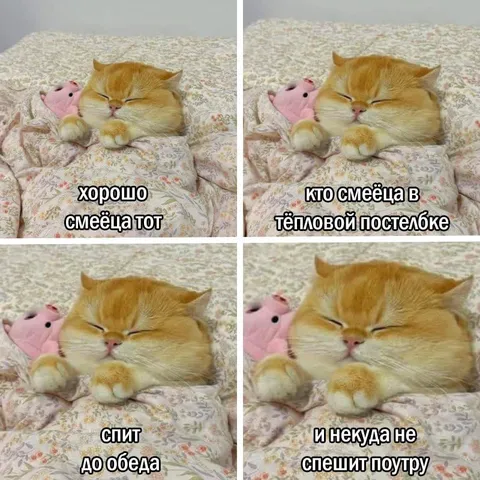 Кот спит до обеда