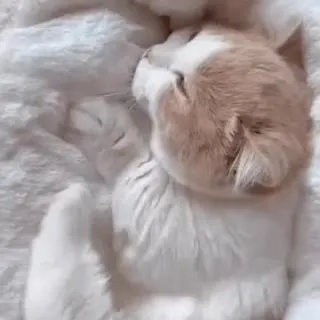 Котята нежно обнимаются