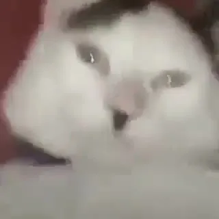 Кот под марш Erika