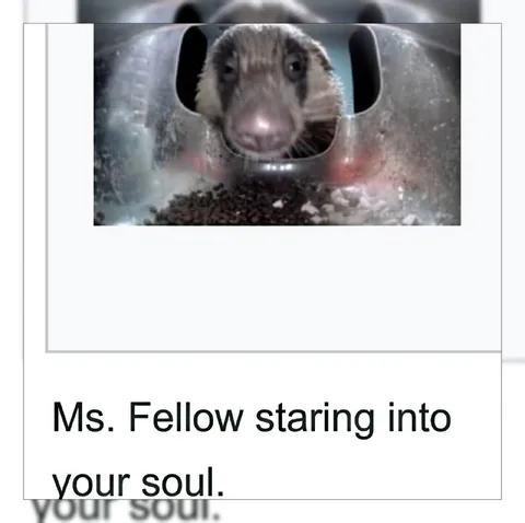 Ms. Fellow Staring Into Your Soul
