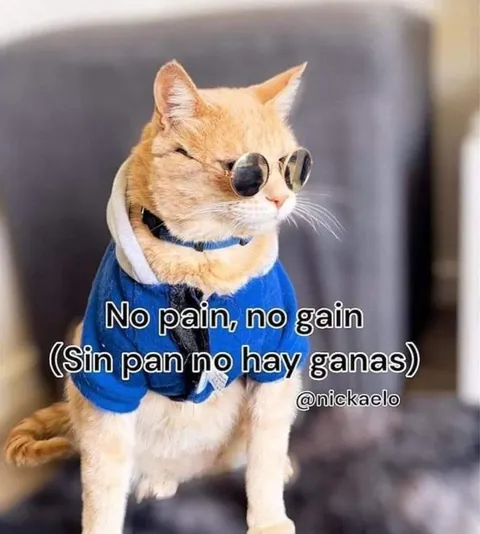 No Pain No Gain Cat