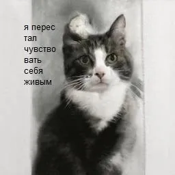 Кот перестал чувствовать себя живым