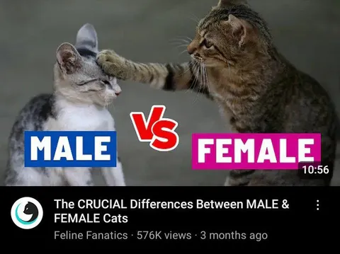 Male vs Female Cats