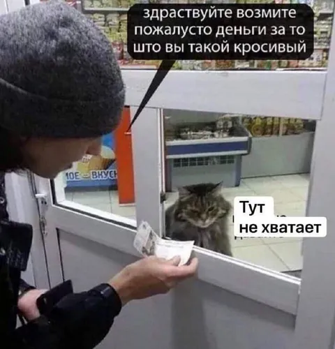 Деньги за красивого кота