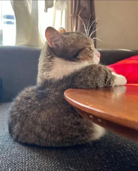 Кот просит молока