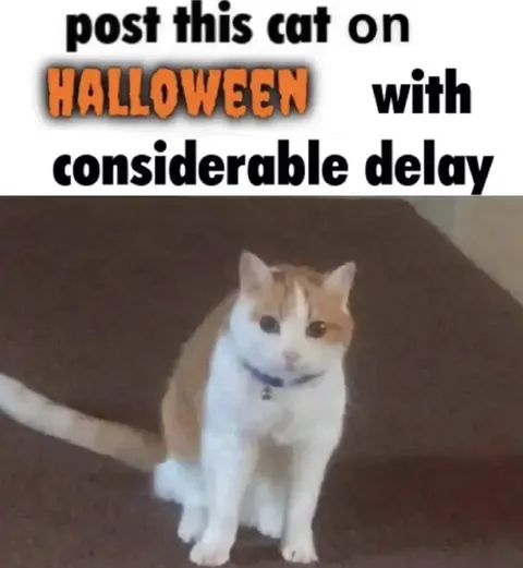Post This Cat on Halloween