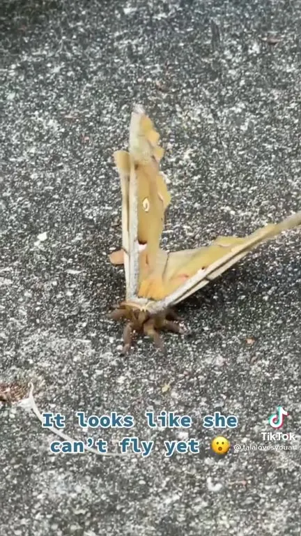Moth Learns to Fly