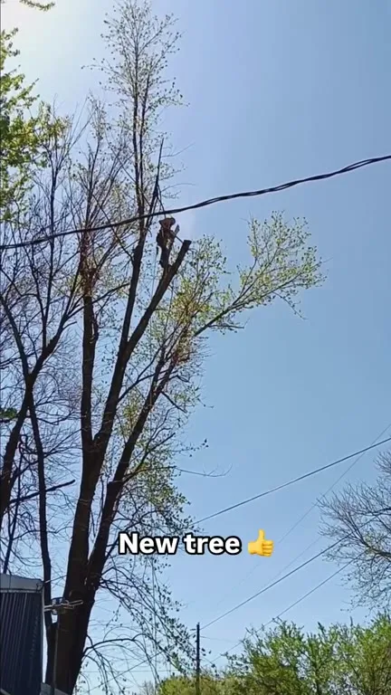 New Tree on the Ground