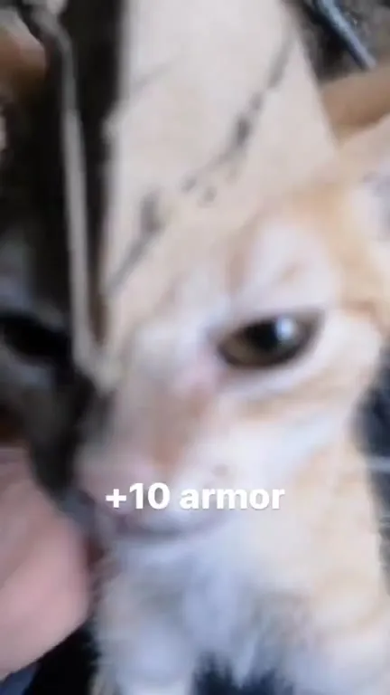 Cat Gets +10 Armor