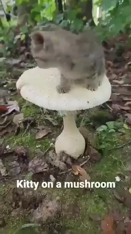 Kitty on a Mushroom