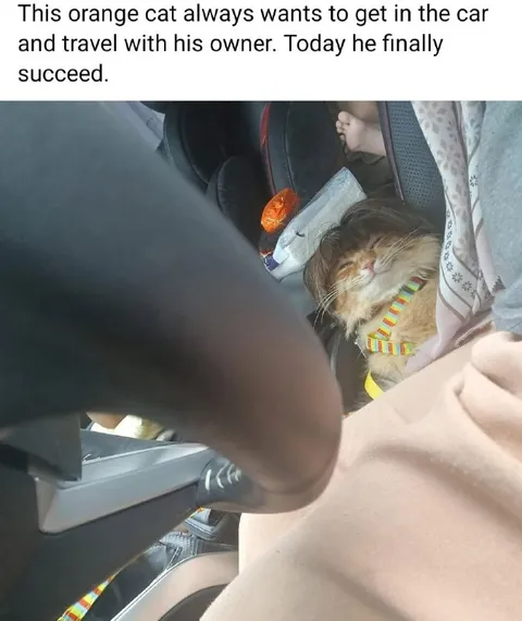 Orange Cat Finally Rides Along