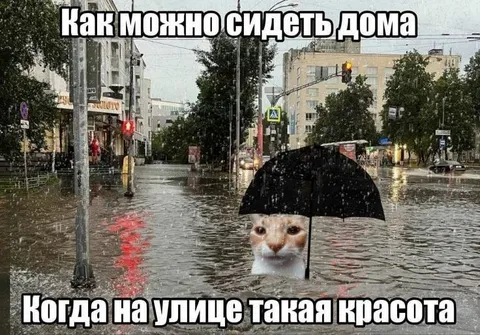 Кот под зонтом в ливень