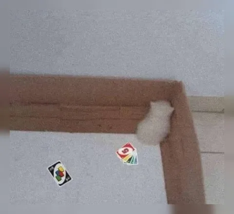 Кот играет в UNO один