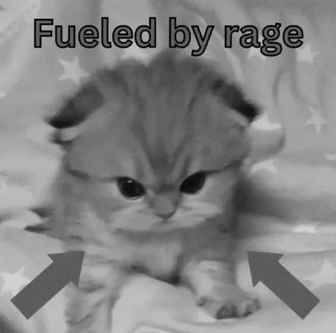 Fueled by rage kitten