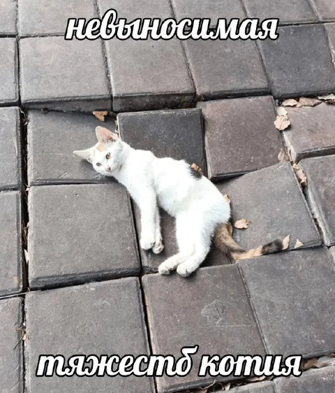 Невыносимая тяжесть котия