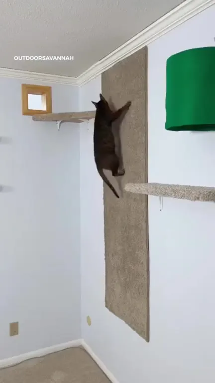 Кот проходит кошачью полосу препятствий