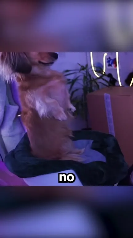 Dog Fails the Heart Trick