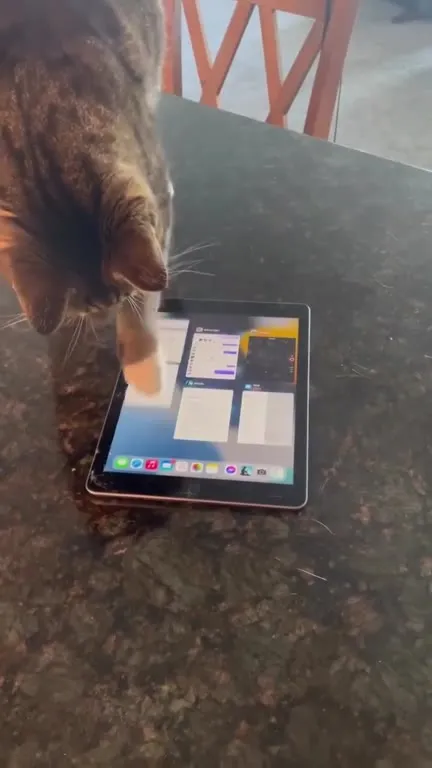 Cat Turns On Mouse Game