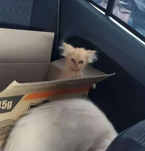 Котёнок выглядывает из коробки