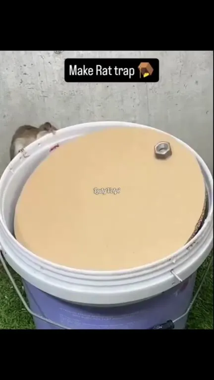 Rat Trap Fails Successfully