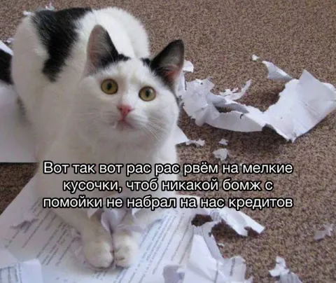 Кот рвёт документы на кусочки
