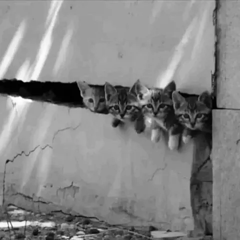 Котята выглядывают из стены