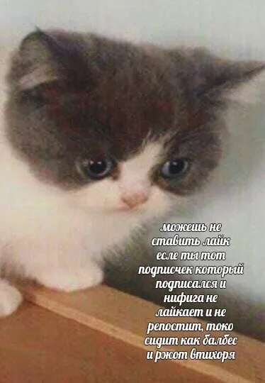 Кот просит поставить лайк