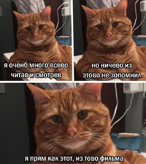 Кот ничего не запомнил