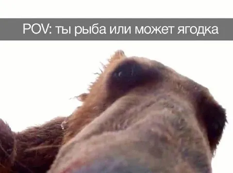 Ты рыба или ягодка
