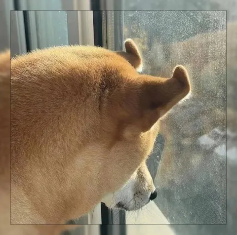 Собака смотрит в окно