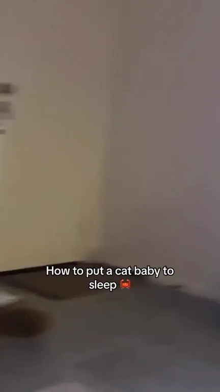 How to Put a Cat Baby to Sleep