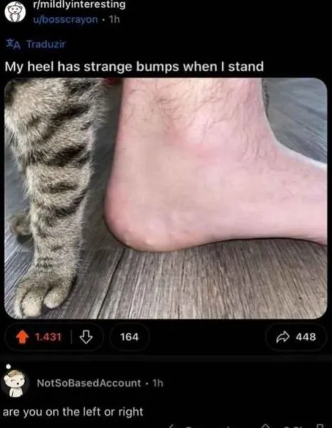 Cat Paw Heel Bumps